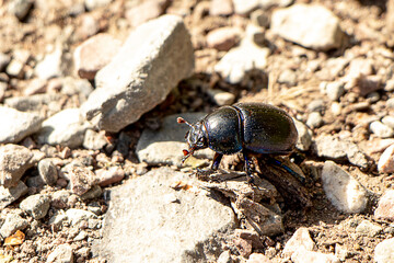 Käfer auf Steinen im Sonnenlicht
