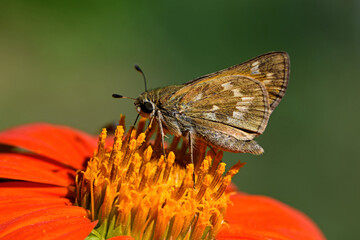 Peck’s skipper on Tithonia diversifolia or Mexican sunflower.   Polites peckius, the skipper, is a North American butterfly in the family Hesperiidae, subfamily Hesperiinae.