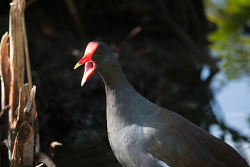 gallinella d'acqua