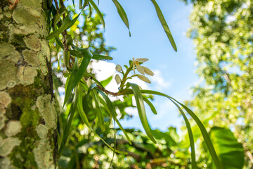 Naklejka premium A beautiful orchid with white petals blooms on a sunny day with some clouds and the blue of the sky