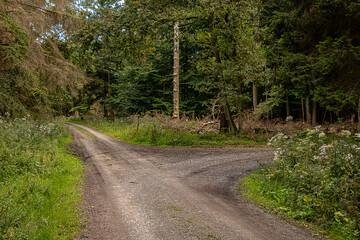 Waldwege mit Gabelung und Hindernissen und blauem Himmel mit Wolken