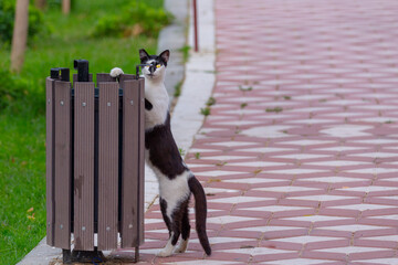 Cat stalks for food remnants in the garbage can at the park alley.