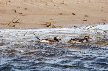 Long-tailed Duck (Clangula hyemalis) in Barents Sea coastal area, Russia