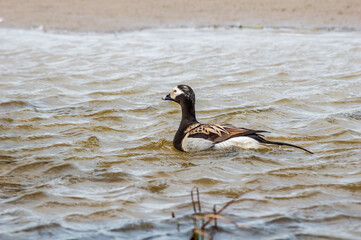 Long-tailed Duck (Clangula hyemalis) in Barents Sea coastal area, Russia