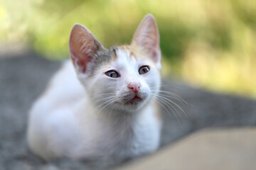 Photo of a beautiful little kitten on the street