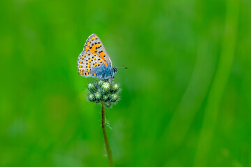 Macro shots, Beautiful nature scene. Closeup beautiful butterfly sitting on the flower in a summer garden.

