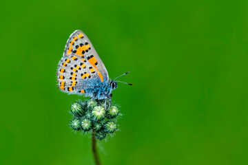 Macro shots, Beautiful nature scene. Closeup beautiful butterfly sitting on the flower in a summer garden.

