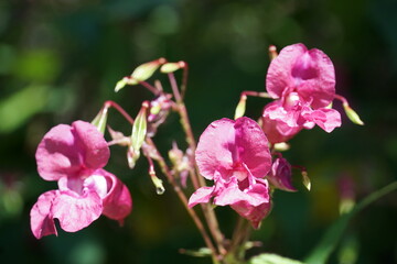 Himalayan balsam, Impatiens glandulifera blooming flower photo.