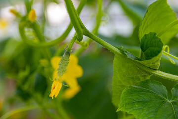 Cucumber in a greenhouse with copy space. Authentic farm series.