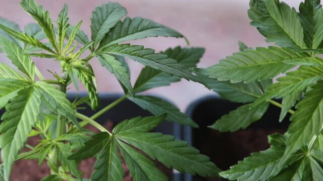 Young marijuana plants under laboratory light. Successful initial results using cannabis terpenes to treat viral infections and inflammation. Cannabinoid therapies aim to address unmet medical needs.