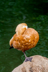 Ruddy Shelduck (Tadorna ferruginea) in park, Moscow, Russia