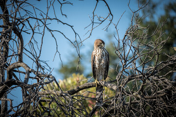 Hawk in a tree