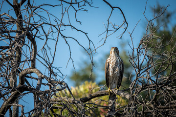 Hawk in a tree