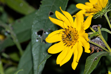 Goldenrod Soldier Beetle on Yellow Flower A1R_8793