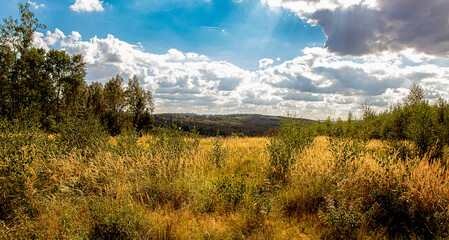 Obraz premium Waldwiese vor blauem Himmel mit Sonennschein