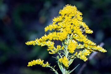 Goldenrod with Bumble Bee Goldenrod with Bee A1R_8750
