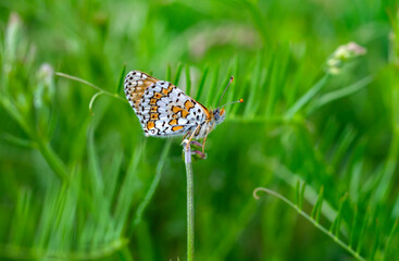 Macro shots, Beautiful nature scene. Closeup beautiful butterfly sitting on the flower in a summer garden.

