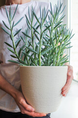 hands holding succulent Senecio in a large white pot in the window. home flower breeding