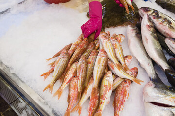 fresh fish in the Livramento market, Setubal, Portugal