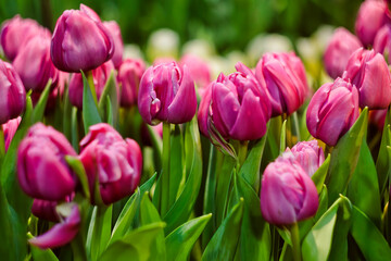 Obraz premium Buds of rose tulips with green leaves and blur background