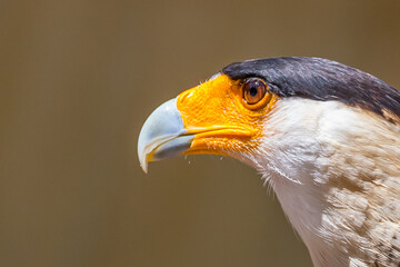 Southern Crested Caracara - Caracara plancus
