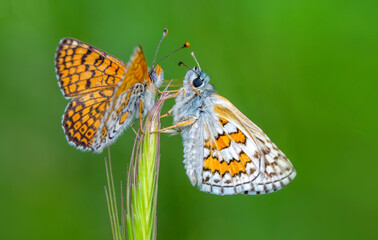 Macro shots, Beautiful nature scene. Closeup beautiful butterfly sitting on the flower in a summer garden.

