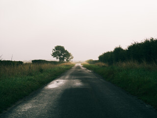 Foggy rural road