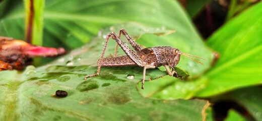 grasshopper on a leaf