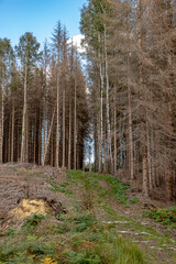 durch Borkenkäfer abgestorbene und abgeholzte Bäume fertig für den Abtransport im Wald vor blauem Himmel