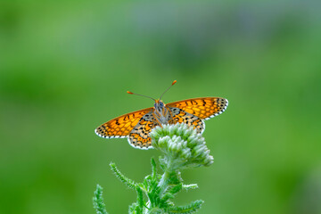 Macro shots, Beautiful nature scene. Closeup beautiful butterfly sitting on the flower in a summer garden.

