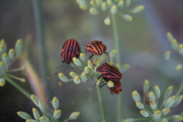 Graphosoma italicum emittero pentatomide