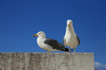 Pair of seagulls with blue sky background 
