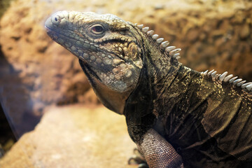 Cyclura nubila 