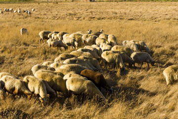 flocks of sheep in Alentejo, Portugal
