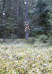Huge spider on a web in the autumn forest, close-up, vertical frame