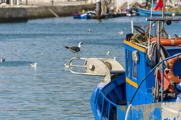gull on a fishing boat in Setúbal