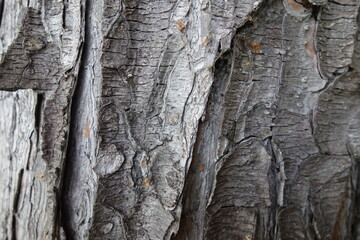 北海道の木の皮（壁紙用）