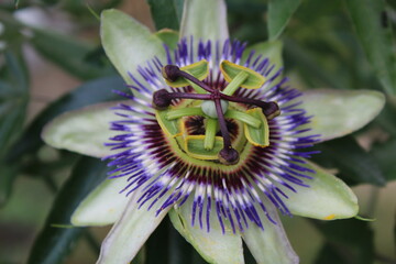 fiore di passiflora