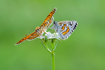 Macro shots, Beautiful nature scene. Closeup beautiful butterfly sitting on the flower in a summer garden.


