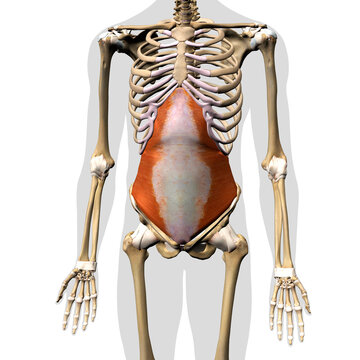 Male Tranversus Abdominis Muscle in Isolation on Human Skeleton, 3D Rendering