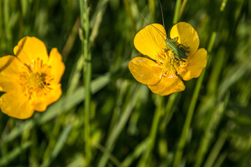 Little green grasshopper on a yellow flower