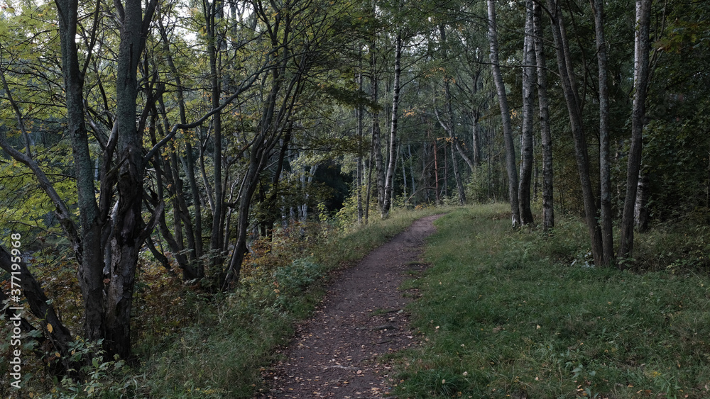 Poster path in the evening forest in the evening. horizontal frame