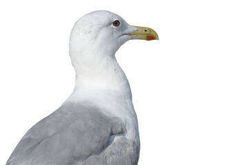 Seabird isolate on white background. Close-up. Back view. Selective focus.