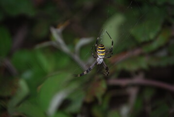 Argiope Bruennichi, Orb-web Wasp Spider