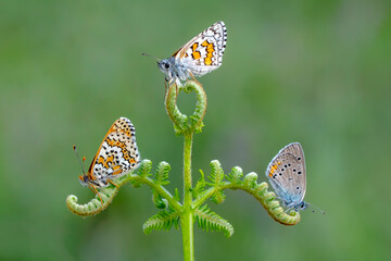 Macro shots, Beautiful nature scene. Closeup beautiful butterfly sitting on the flower in a summer garden.

