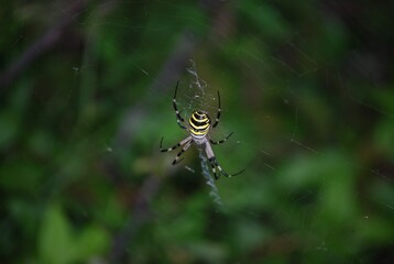 Argiope Bruennichi, Orb-web Wasp Spider