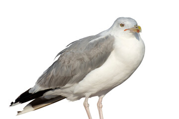 Isolate of big seabird on white background. Front view. Selective focus.