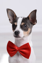 chihuahua  gracioso con pajarita 