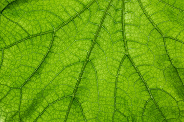 Naklejka na ściany i meble Big green leaf with many leaf veins