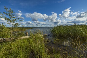 Baltic sea coast line. High green plants and sea water surface merging with blue sky and white...